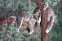 Gestisci meglio la qualità del tuo sonno